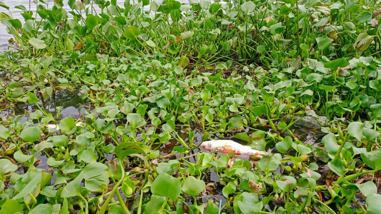 Ikan di Waduk Cengklik Boyolali terlihat mengambang mati di pinggir (RAGIL LISTIYO/ RADAR SOLO)