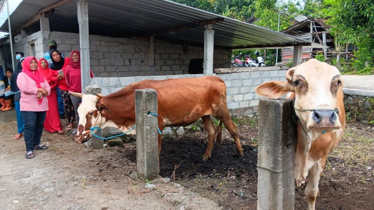 Sapi milik Kelompok Kandang Dadimulyo, Desa Katekan, Kecamatan Gantiwarno, Klaten yang hanya berjarak 2 Km dari temuan kasus antraks di Gunungkidul, DIY (ANGGA PURENDA/ RADAR SOLO)