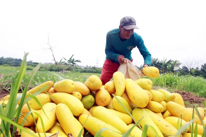Petani sedang memanen timun suri. (JAWAPOS.COM)