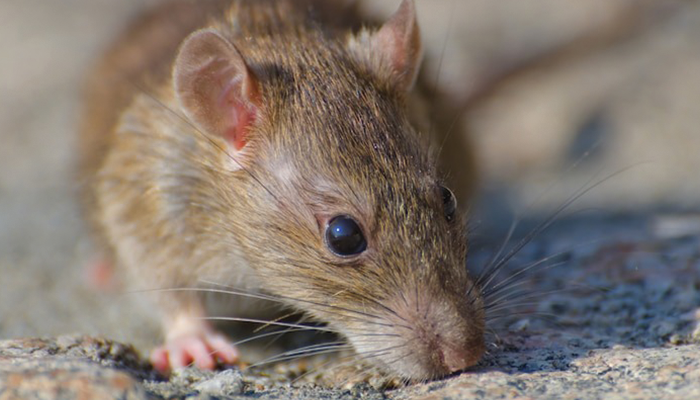 Ilustrasi Tikus.