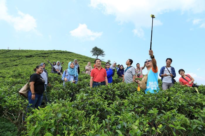Kebun teh Kemuning ternyata punya sejarah pernah mengandalkan komoditas lain sebagai tanaman utama. (PARIWISATASOLO.GO.ID)