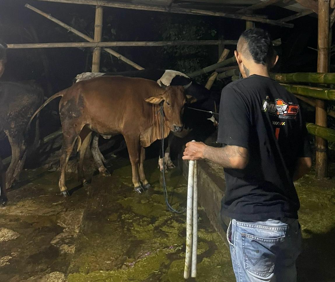 Ilustrasi penggelonggongan sapi yang tengah marak di Boyolali. (RAGIL LISTIYO/ RADAR SOLO)