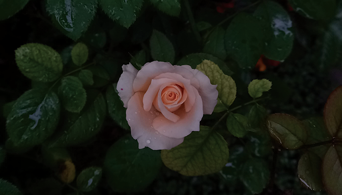 Bunga mawar yang sangat cantik dengan berbagai warnanya.