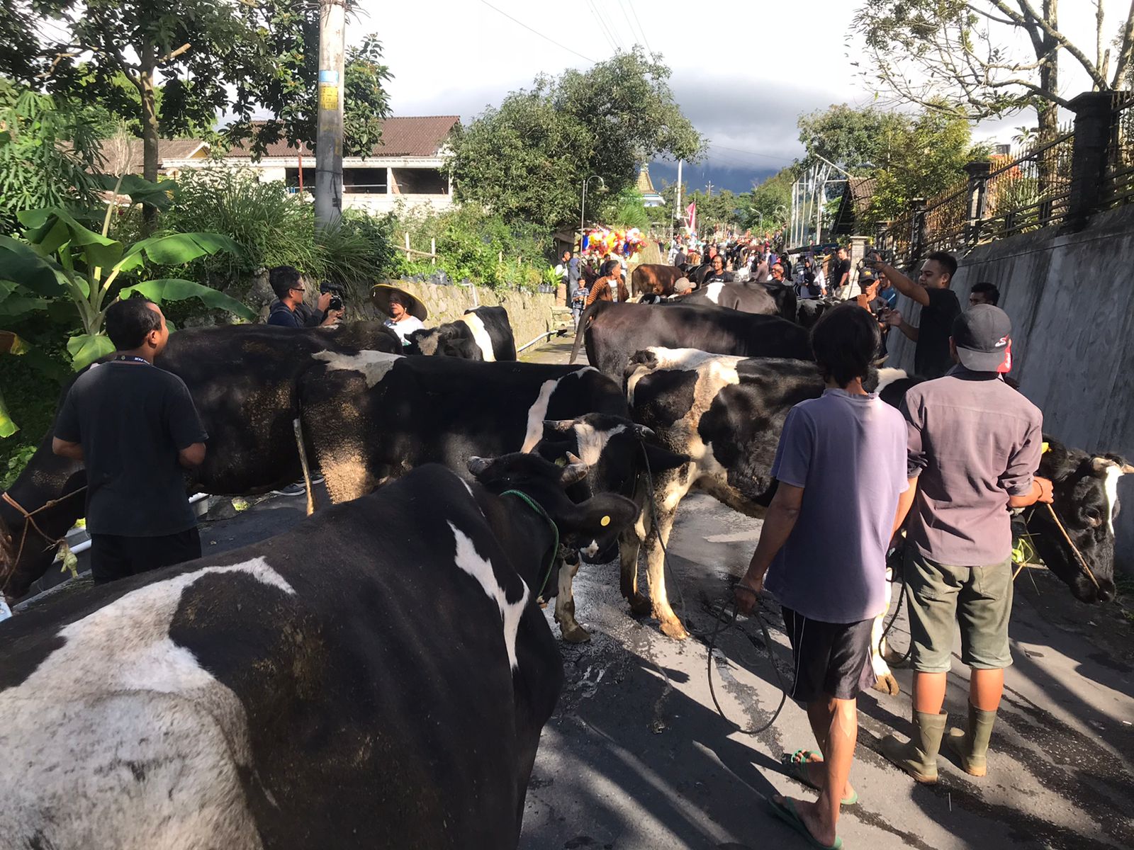 Tradisi bakdan sapi yang dilangsungkan di Dusun Mlambong, Kecamatan Musuk, Kabupaten Boyolali pada Rabu (17/4). (RAGIL LISTIYO/ RADAR SOLO)