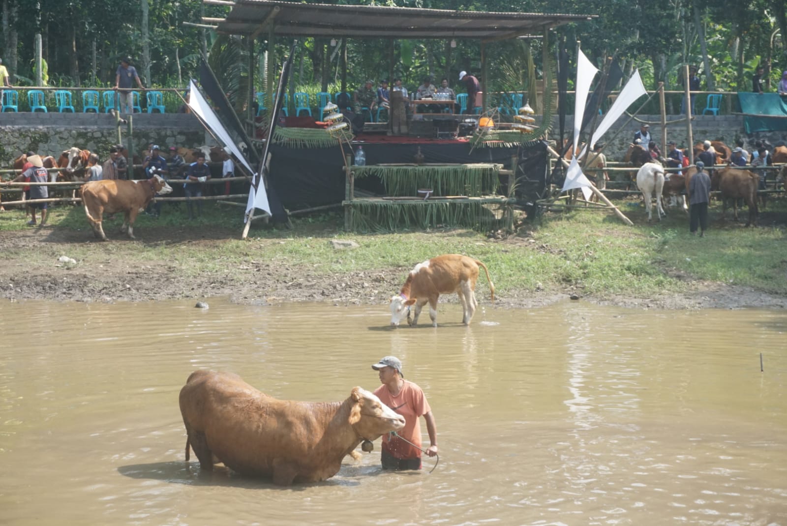 Tradisi plegung sapi yang digelar di Kecamatan Jatinom, Kabupaten Klaten pada Minggu (28/4). (ANGGA PURENDA/ RADAR SOLO)