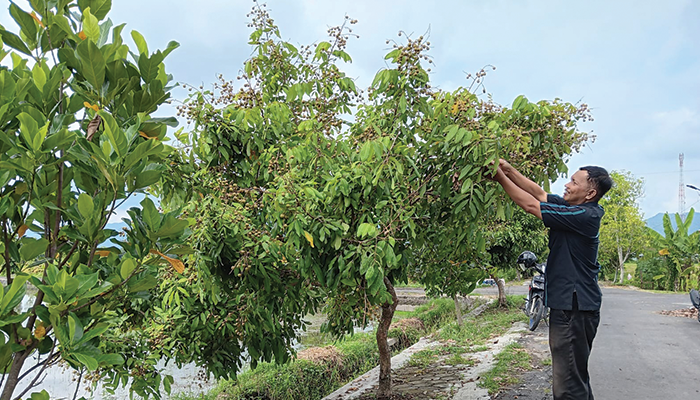 Deretan pohon buah yang ada di sepanjang jalan poros Desa Pasung, Kecamatan Wedi, Klaten.