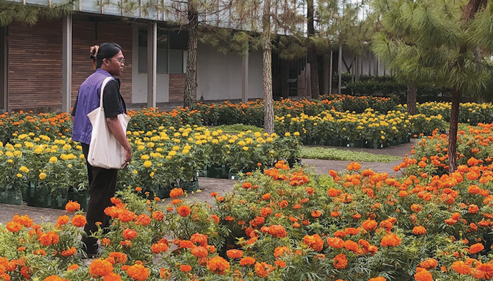 Taman Bunga Marigold di Rumah Atsiri, Tawangmangu.