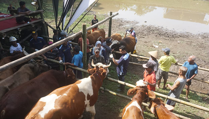 DKPP Klaten Perketat Pengawasan Kondisi Kesehatan Sapi