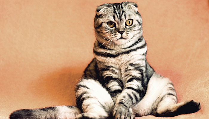 Kucing sebagai nama orang yang lahir di tanggal 4.