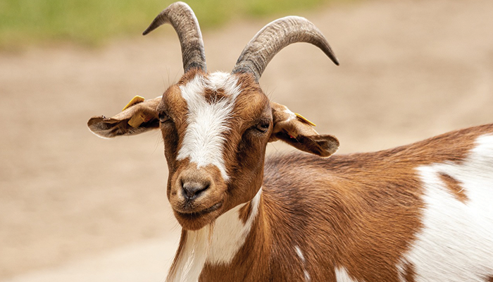 Ilustrasi Kambing.