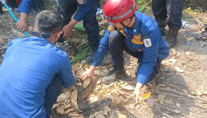 Saat proses evakuasi ular sepanjang 3,5 meter seusai memangsa anak kambing di Desa Joho, Kecamatan Prambanan, Klaten, Senin (13/5)