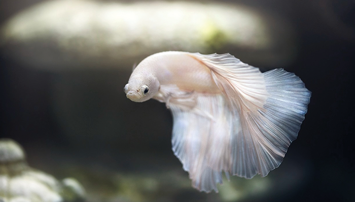 Hewan Ikan.