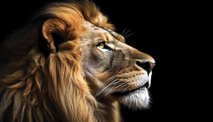 Ilustrasi singa.