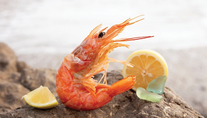 Ilustrasi Udang.