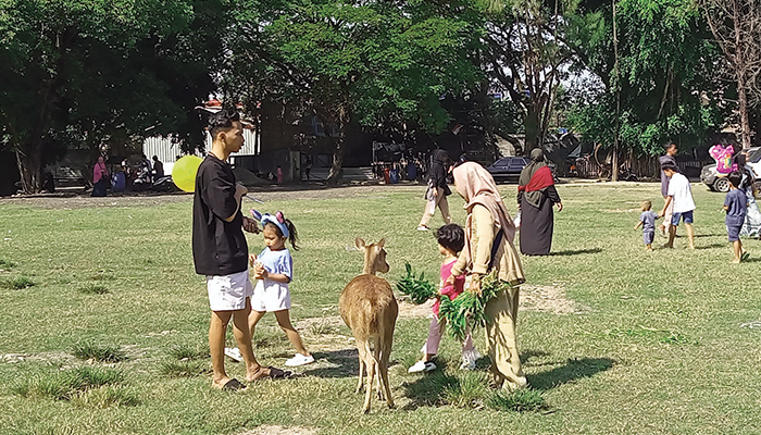 Memberi makan rusa di Taman Sriwedari Solo.