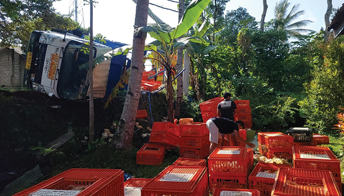 Truk Pengangkut Ayam Potong Terguling di Boyolali.