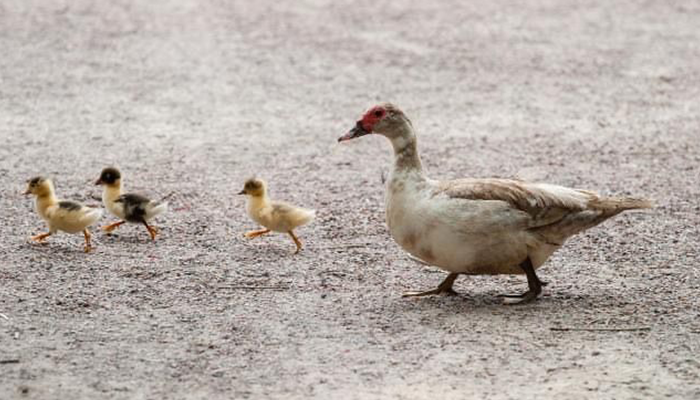 Menthog dan anak-anaknya sedang berjalan.