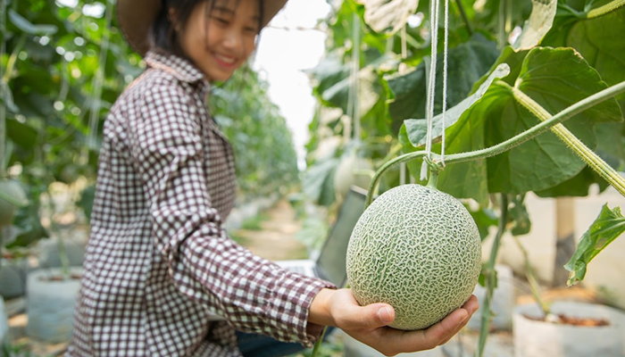 Ilustrasi Wisata Petik Melon di Karanganyar.