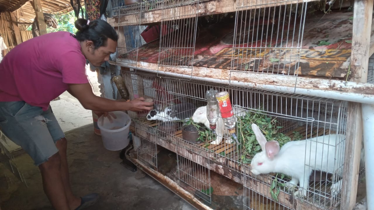 Ternak Kelinci jadi incaran milenial.
