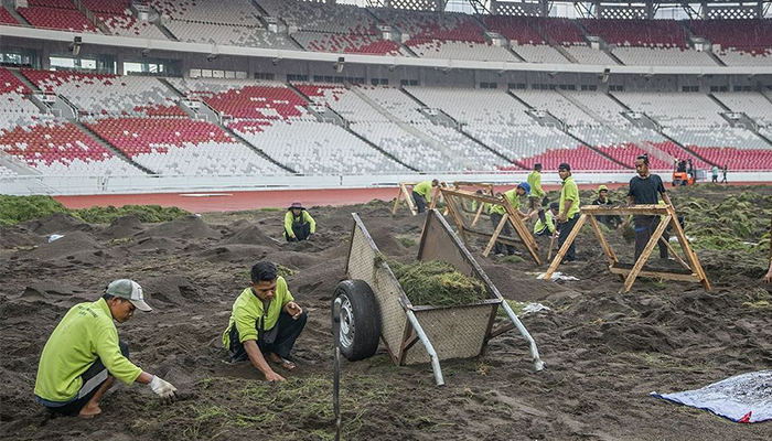 Revitalisasi rumput GBK.
