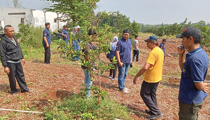 Desa Berdaya Alpukat di Polokarto.