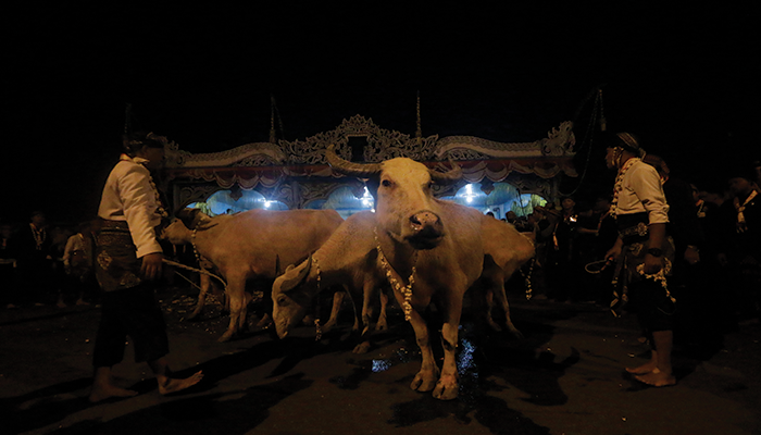 Kirab malam satu suro dan filosofi kebo bule di Solo.