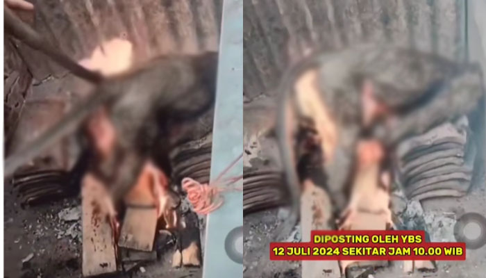 Viral video seorang pria bertato bakar seekor monyet.