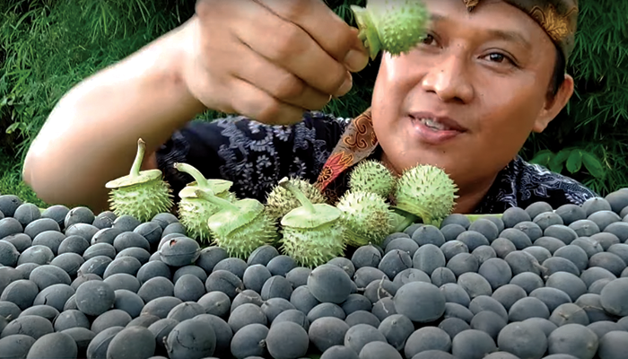 Buah Kecubung yang memabukkan.