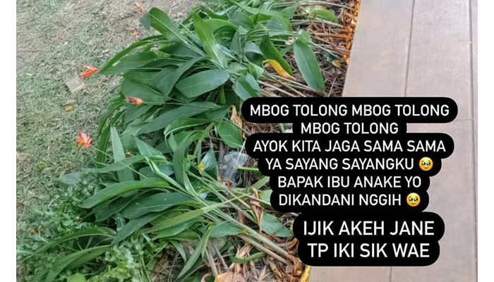 Kondisi tanaman hias di Taman Balekambang usai peresmian.