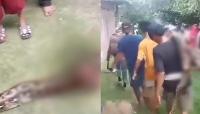 Viral nenek-nenek berusia 74 tahun di Palopo, Sulsel, tewas ditelan ular piton.