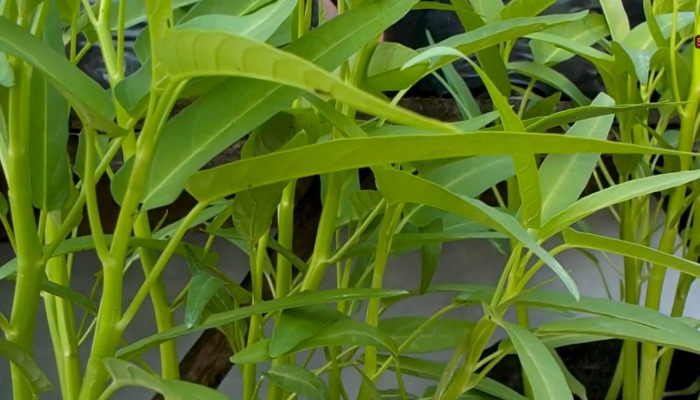 Proses penanaman kangkung.