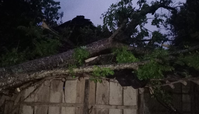 Pohon tumbang di kawasan Sragen Jawa Tengah.
