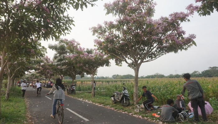 Spot bunga Tabebuya di Kota Klaten viral.