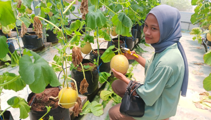 Sejumlah wisatawan saat melakukan aktivitas petik buah melon di Desa Bogem, Kecamatan Bayat, Klaten.