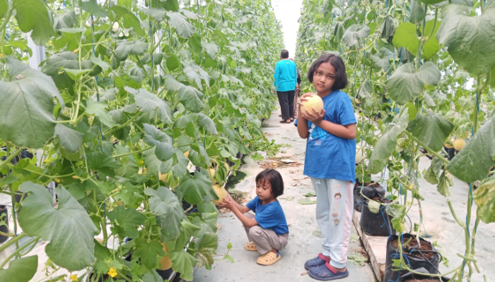 Sejumlah wisatawan saat melakukan aktivitas petik buah melon di Desa Bogem, Kecamatan Bayat, Klaten.