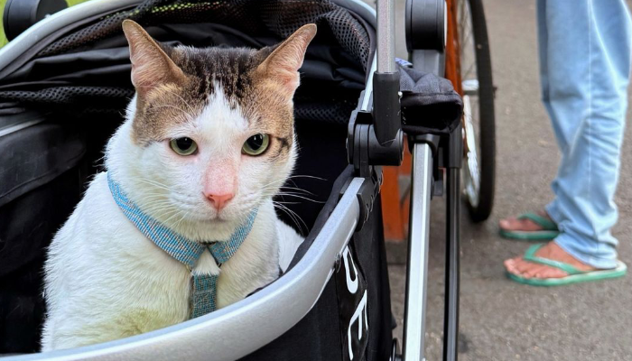 Potret Bobby Kertanegara, kucing yang tinggal di Istana bersama Presiden Prabowo.