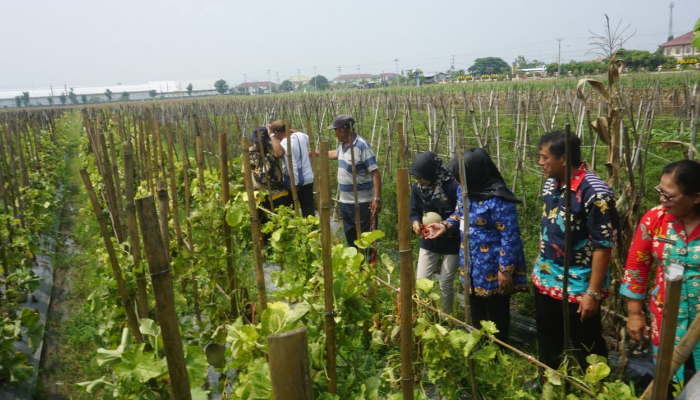 Budidaya Melon di Klaten.