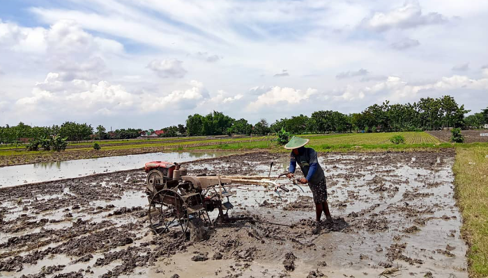 Ilustrasi petani.