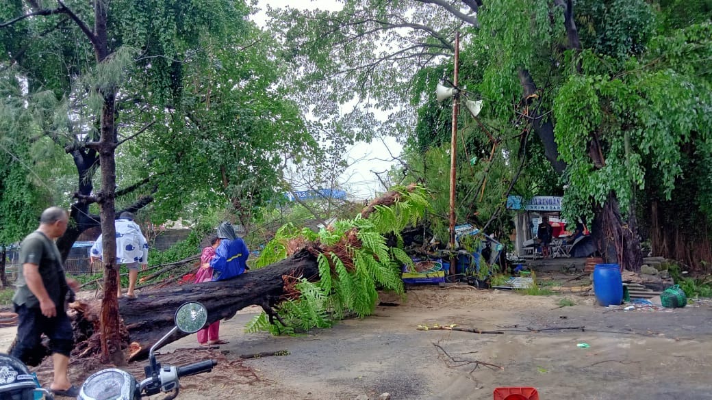 Pohon Tumbang di Taman Sriwedari Solo menimpa warung warga pada Sabtu (16/11./24).