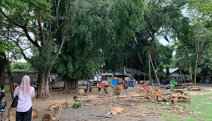 Wisata Viral memberi makan rusa di Taman Sriwedari.