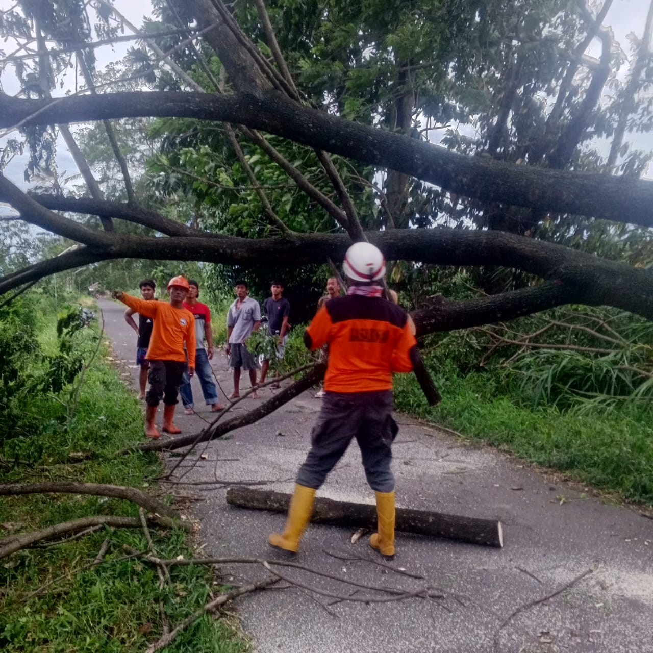 Angin kencang menyebabkan pohon tumbang  menutup akses jalan di Desa Salakan