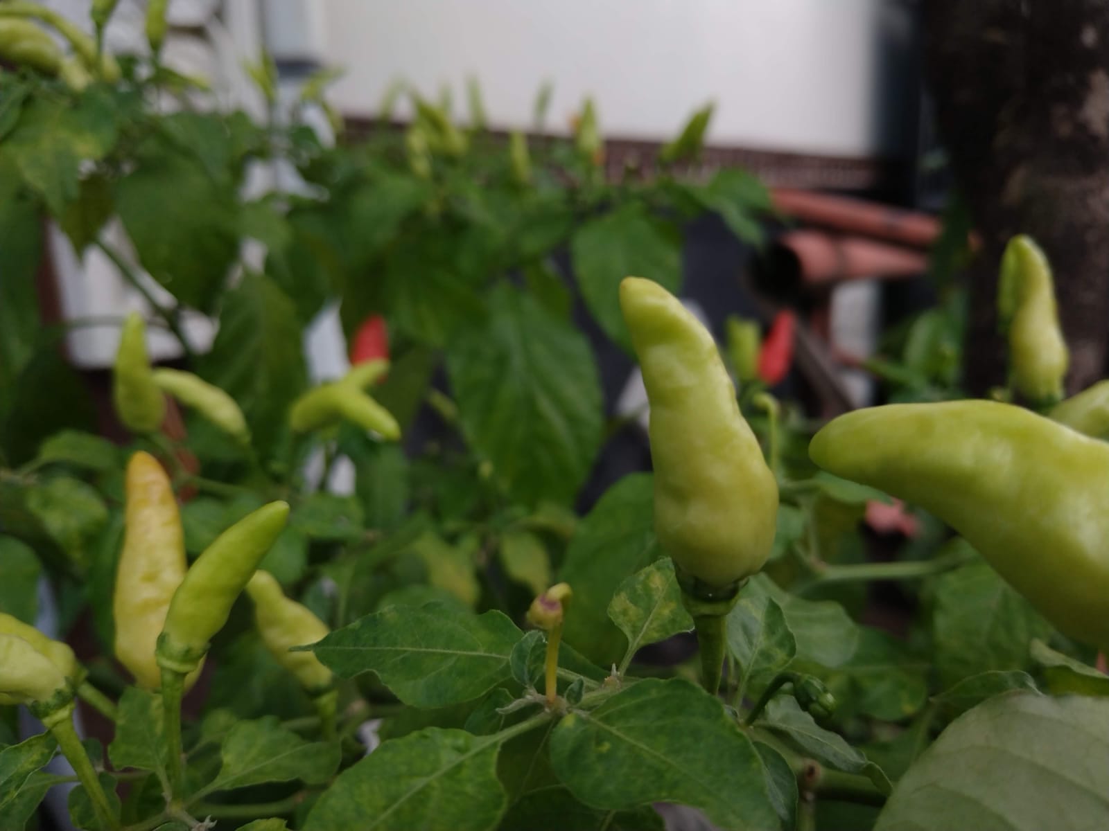 Harga cabai makin pedas