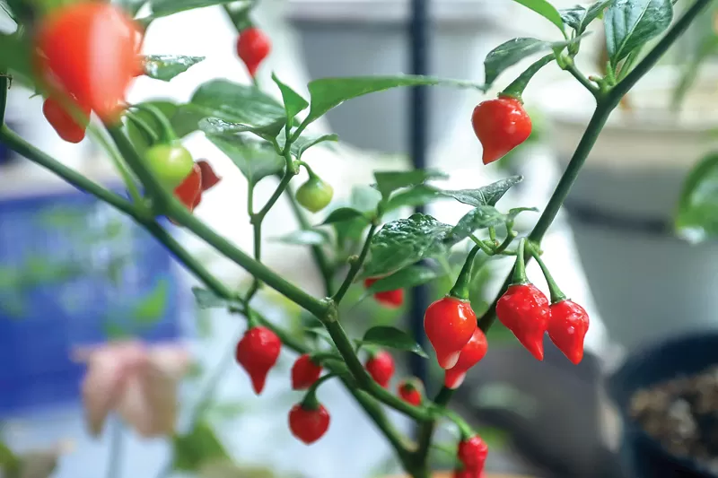 Menanam cabai di rumah bisa menjadi alternatif di tengah harga yang makin mahal.