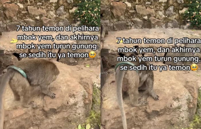 Capture video yang memperlihatkan kondisi Temon, teman Mbok Yem selama berjualan di Puncak Gunung Lawu.