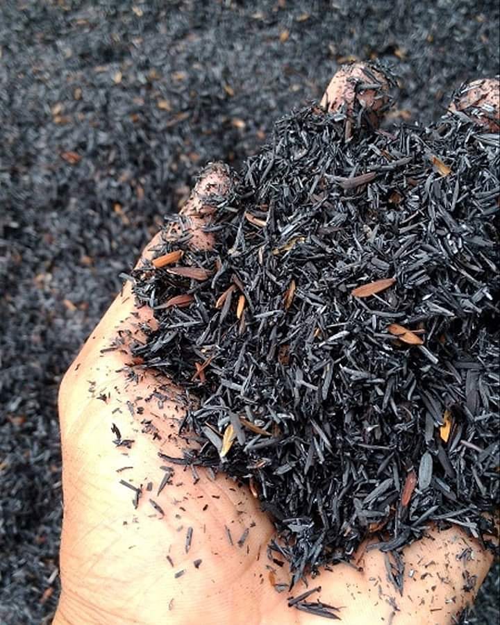 Media tanam merupakan salah satu faktor kesuburan tanaman.