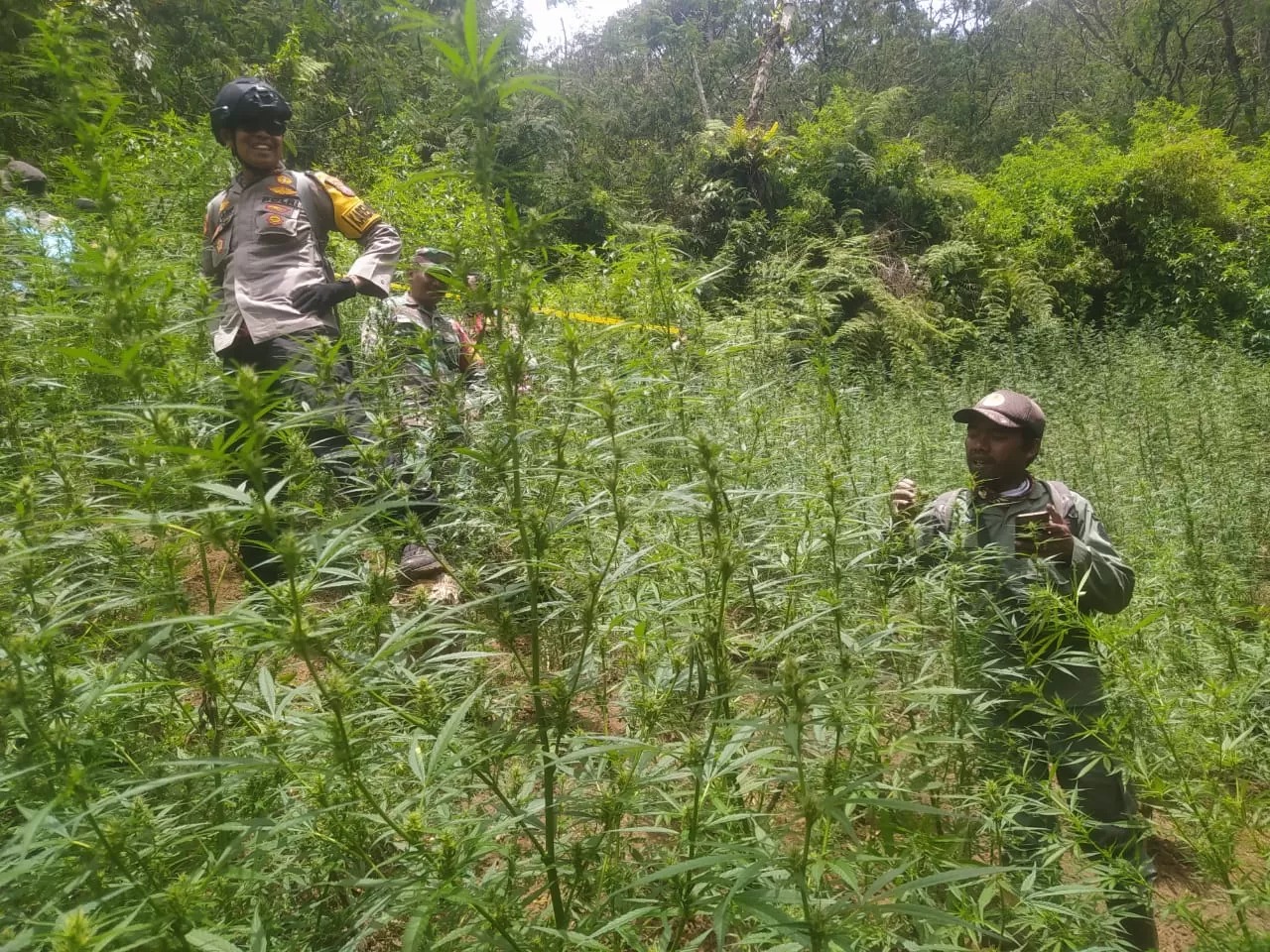 Penemuan ganja di Gunung Bromo.