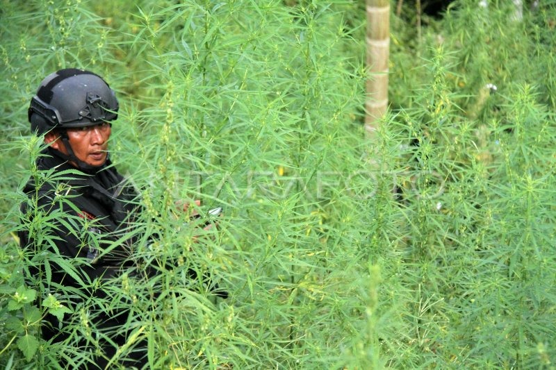 Ilustrasi operasi ladang ganja.