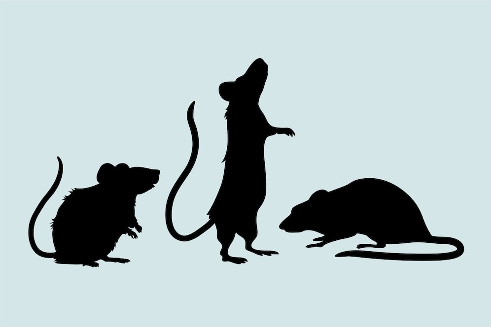 Ilustrasi tikus yang dikirim ke kantor redaksi tempo.