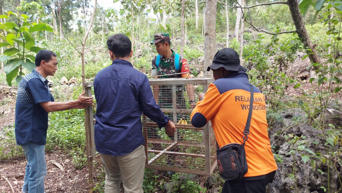 BKSDA mempersiapkan  perangkap untuk menangkap kera ekor panjang