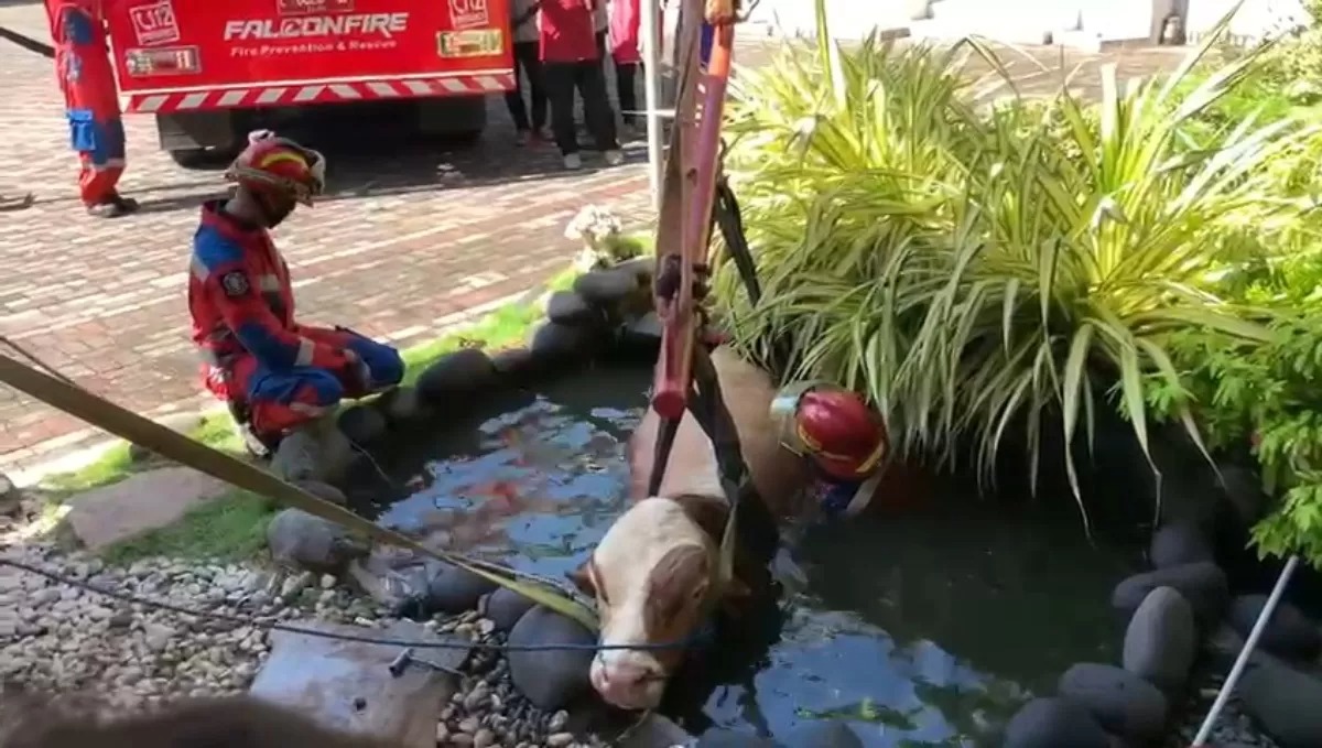 Heboh sapi kurban berbobot 800 kg tercebur ke kolam ikan di halaman belakang Kantor Dinas Pendidikan (Disdik) Provinsi Jawa Timur.
